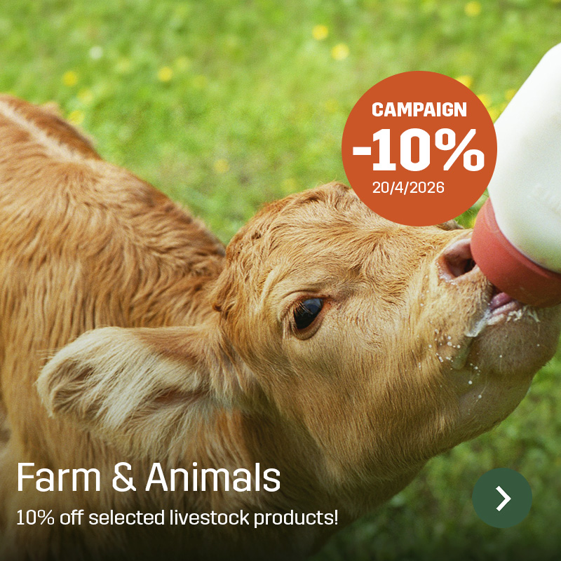 Calf drinking milk from a bottle in a green pasture, shown in close-up of the head and muzzle. Sagros range for farm and livestock is used for feeding and caring for calves in agriculture.